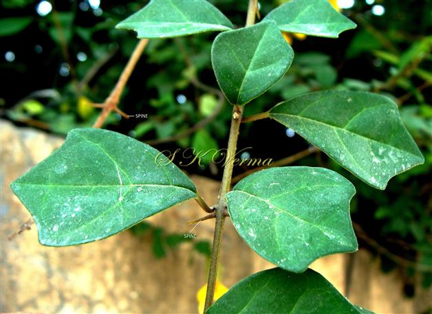  Leafy Shoot 